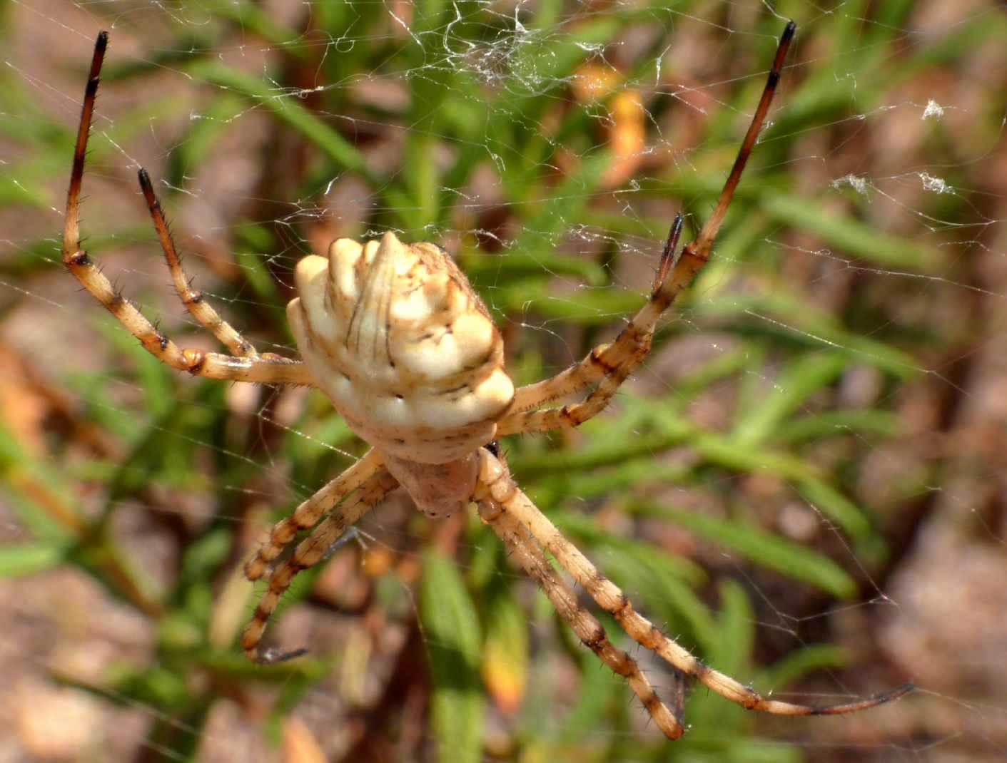 Maschio di Argiope lobata e dettaglio tela